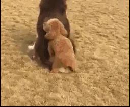 不同狗狗发情期的表现不一样，快来看看你家狗狗即将发情的样子。