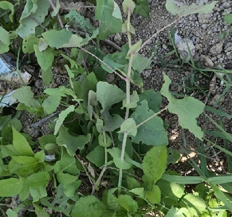 “蛇灭门”到底有多神奇？揭秘老人口中的杀蛇神器！