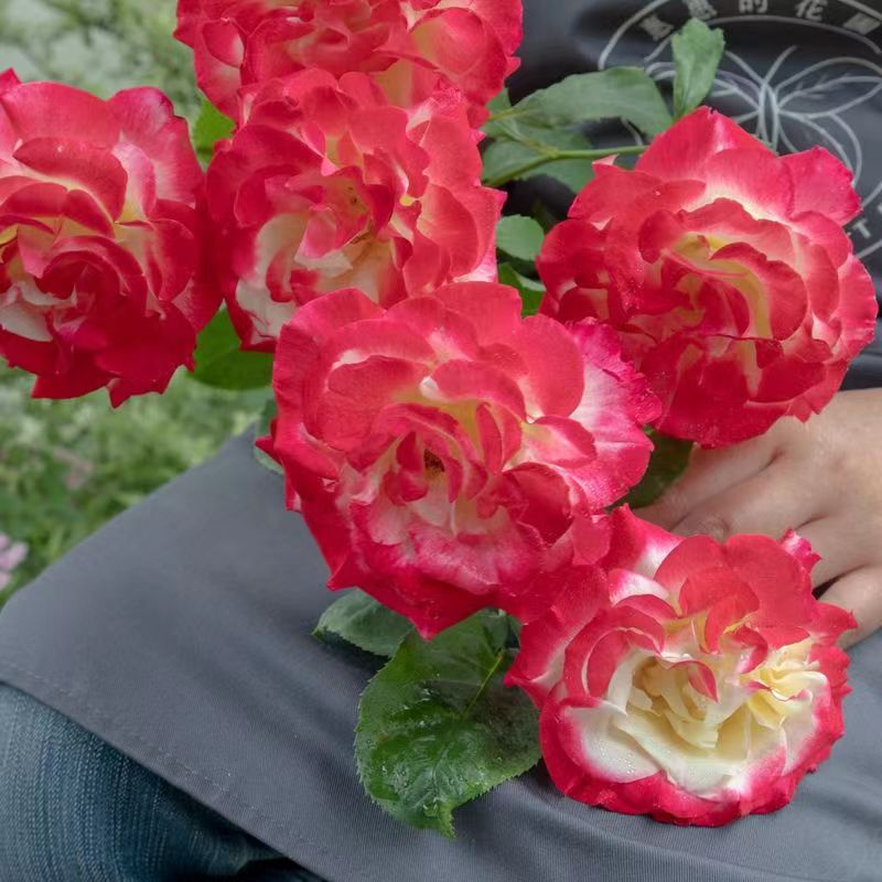 南洋红双喜花开富贵,红双喜双喜临门