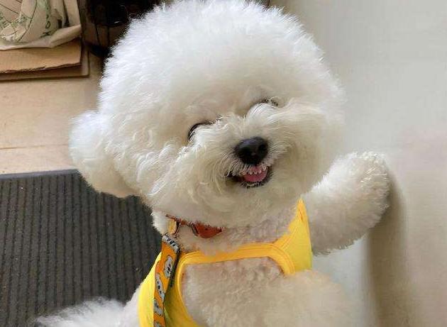 母比熊的优点,比熊应该怎么养才好看呢