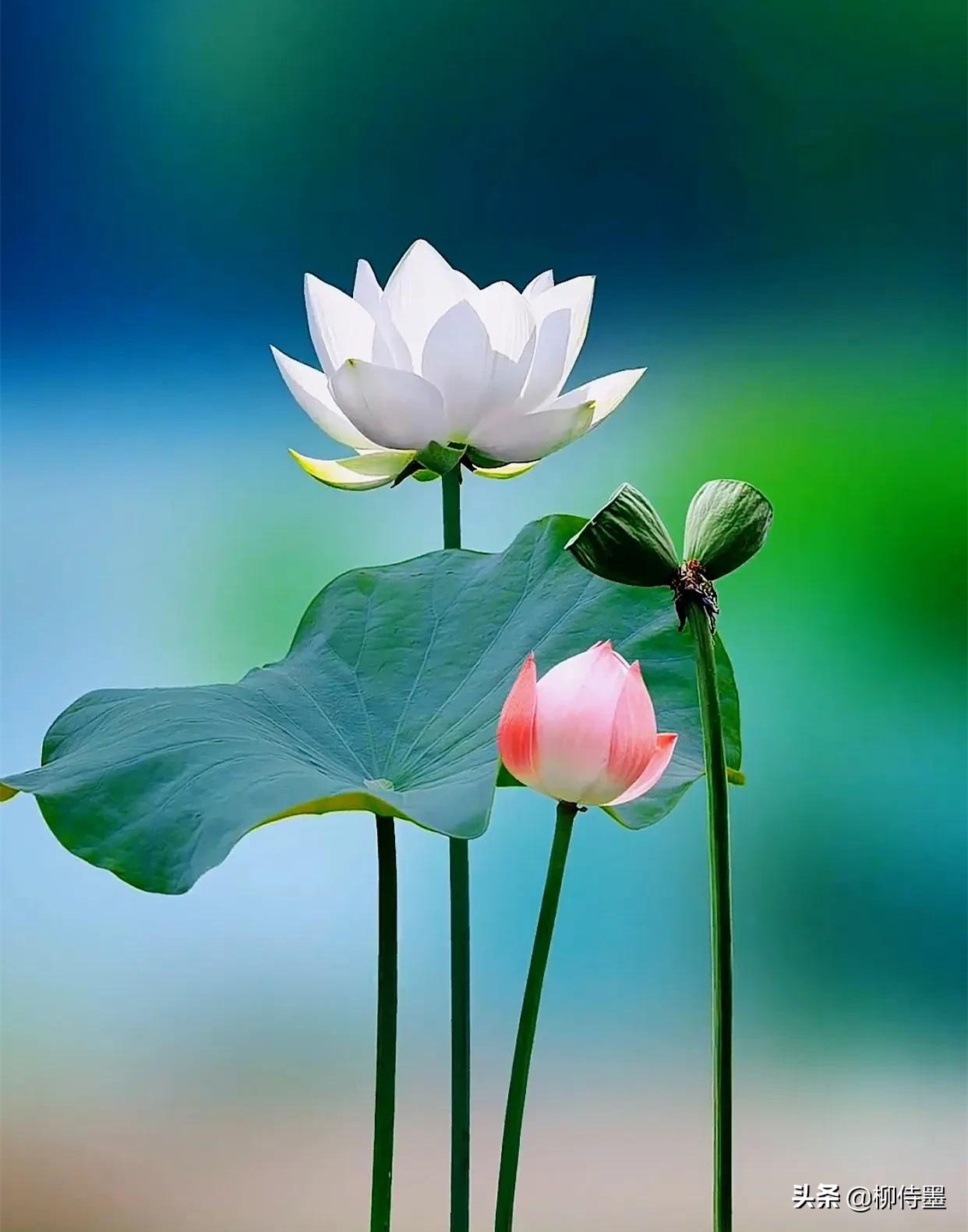 如何拍出有情感的荷花摄影作品,荷花照片怎么拍出高级感