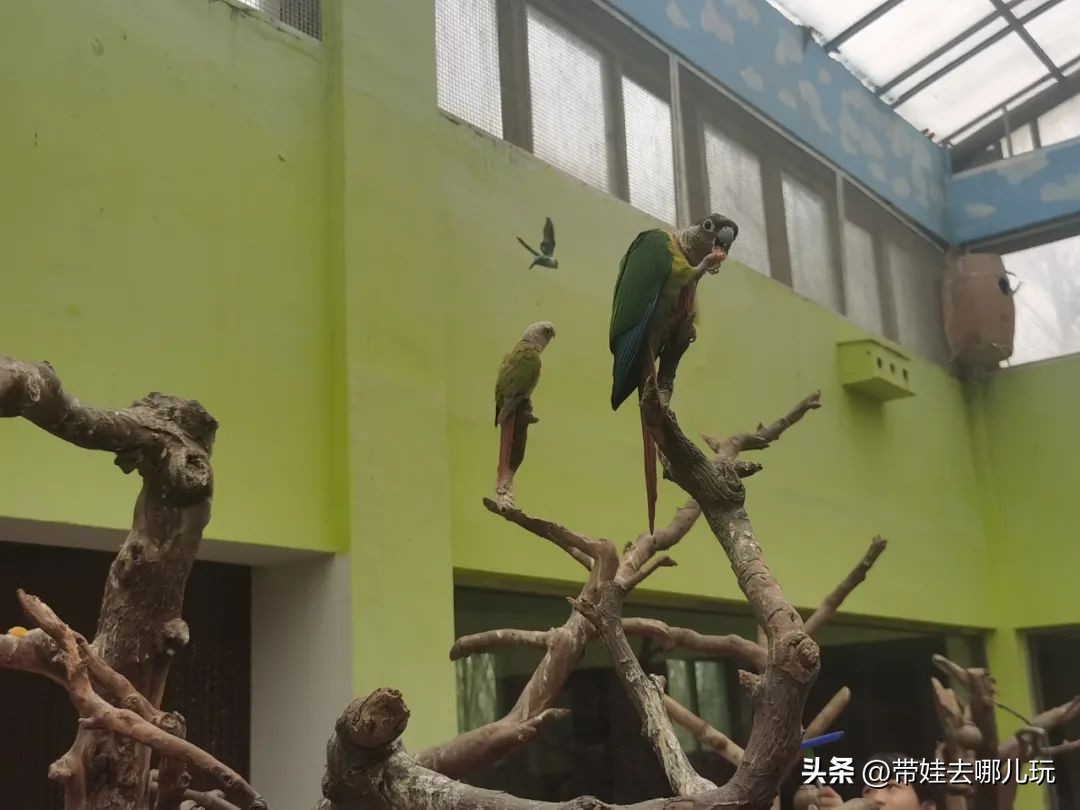 一天玩遍北京野生动物园,包场去鸟巢