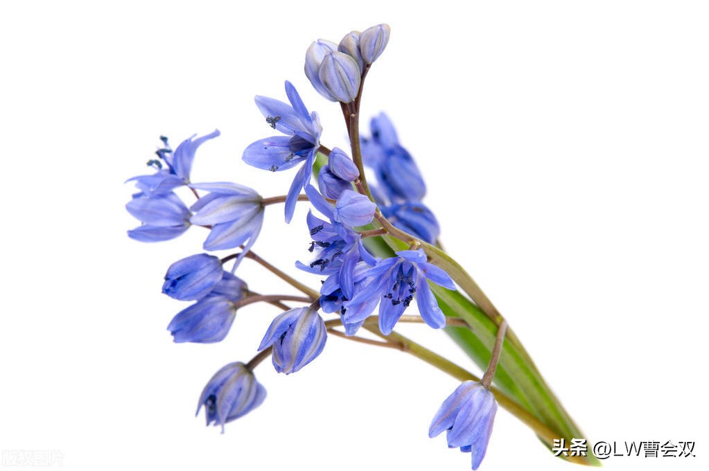 缩写和扩写的区别,流行缩写语言有哪些