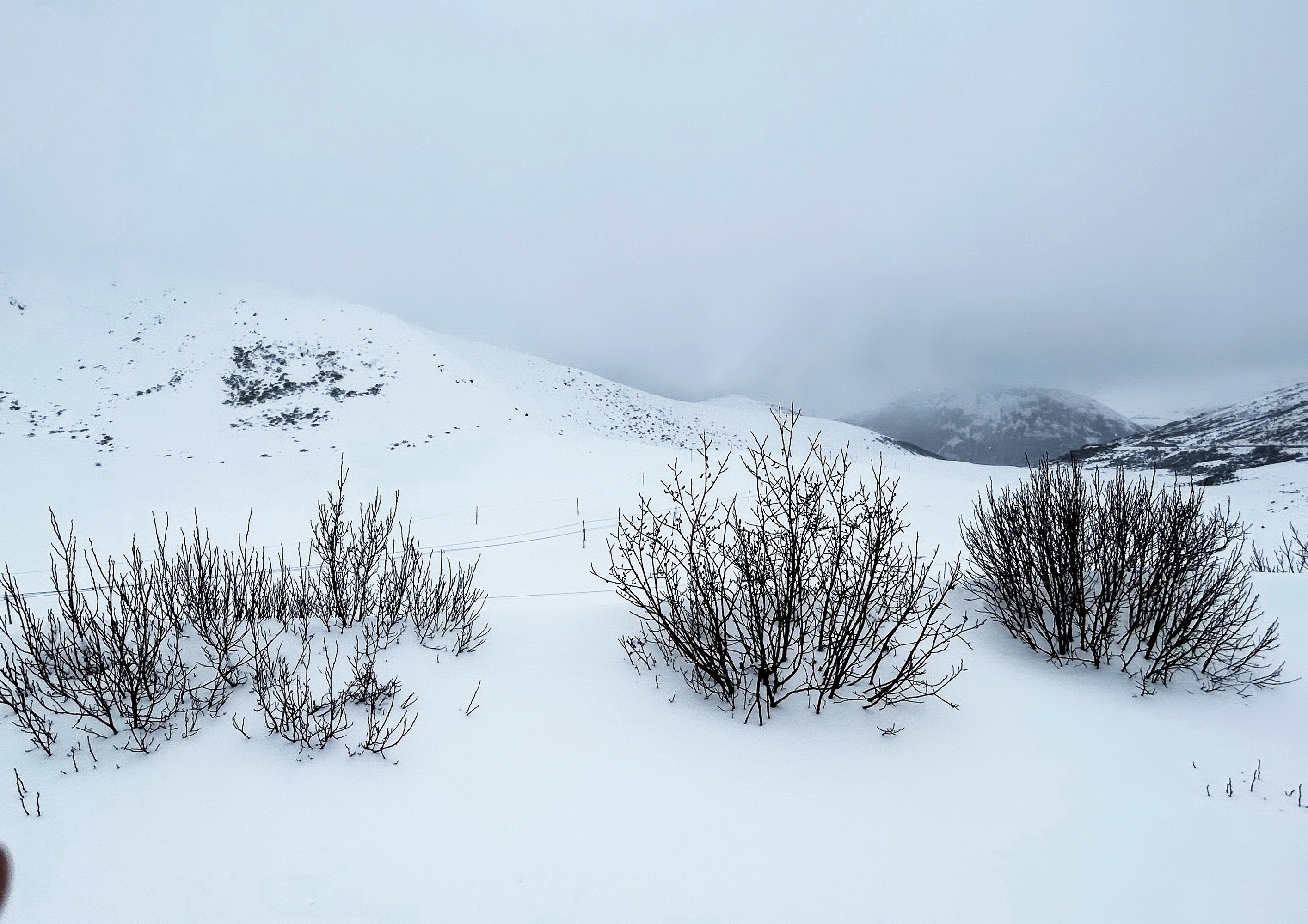 雪域林芝桃花图片 (在雪域江南西藏林芝邂逅漫山桃花)