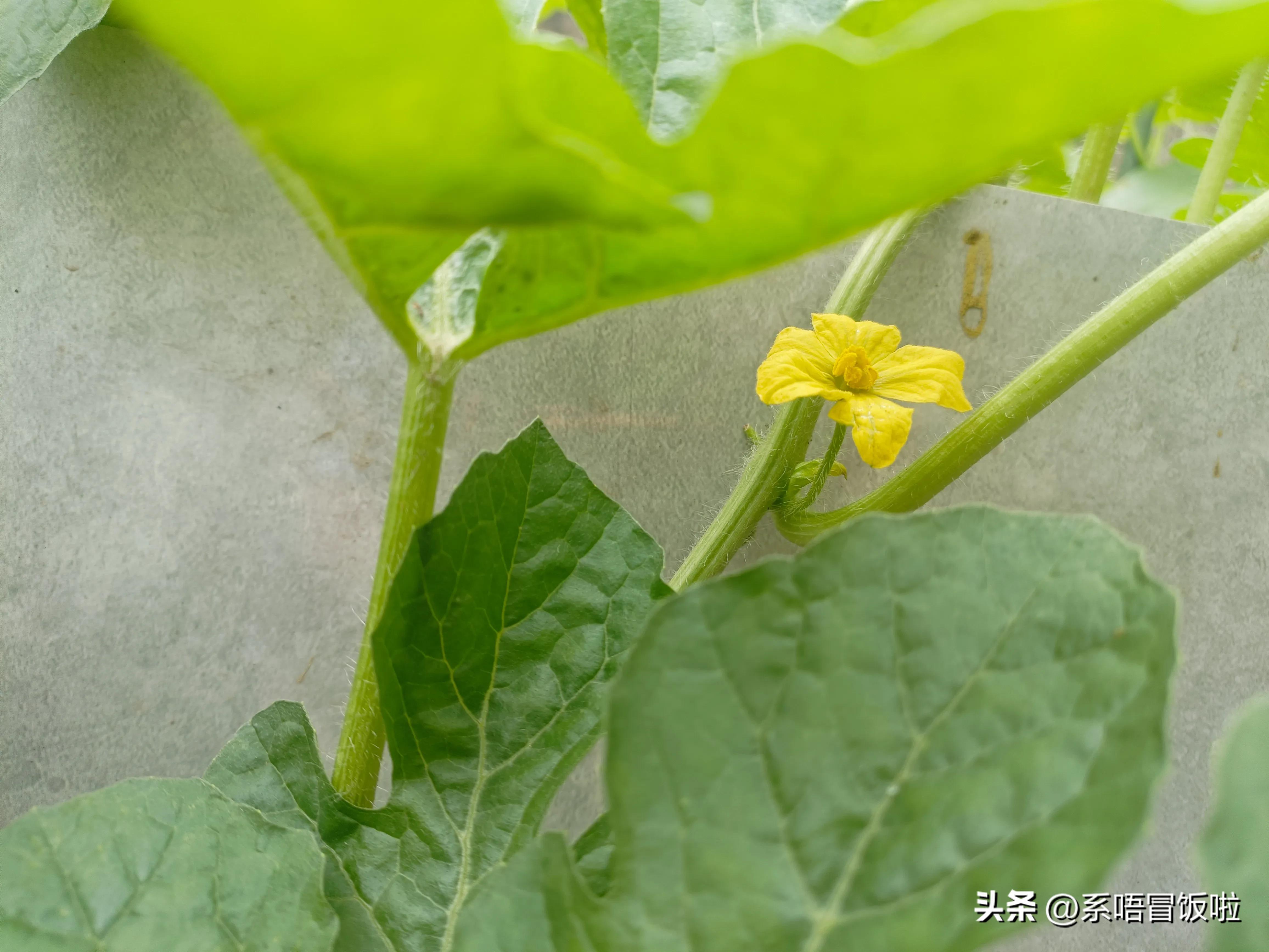 西瓜开花期怎样管理才能高产,盆栽西瓜开花后怎么管理