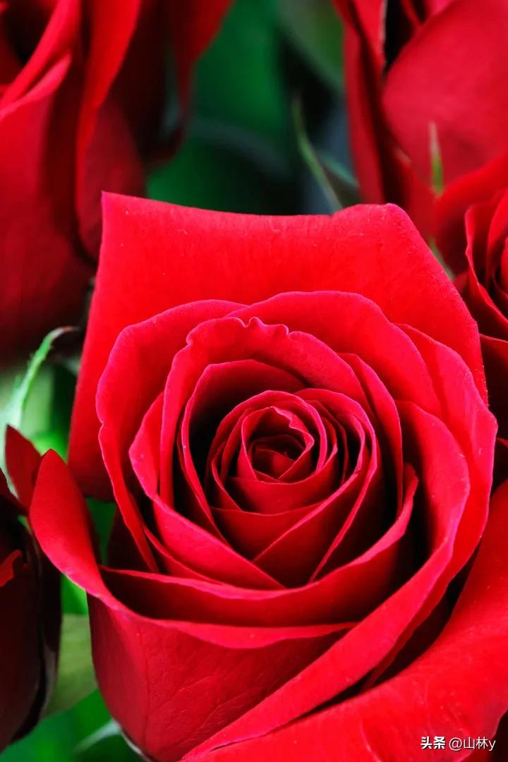 分享玫瑰花的图片,最美的玫瑰花送给最漂亮的你图片