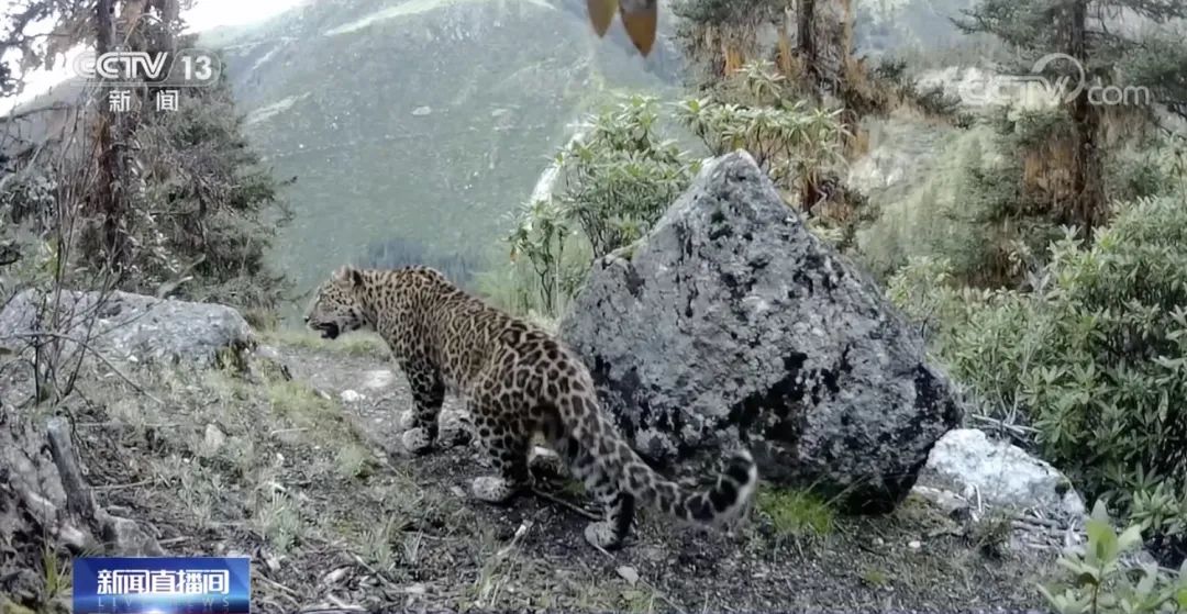 猫全家福,快来看看你都认识哪些猫