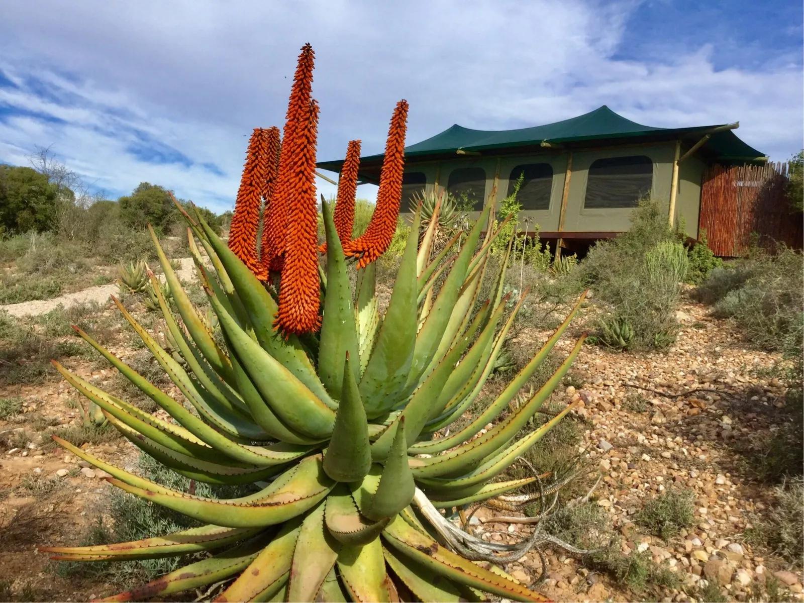 罕见漂亮的鲜花,全球最漂亮的鲜花
