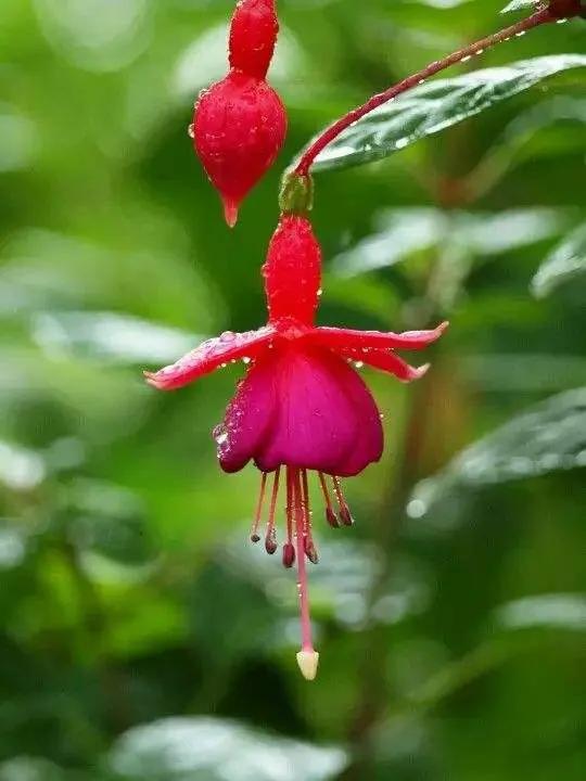 花朵壁纸横版,花朵招财壁纸