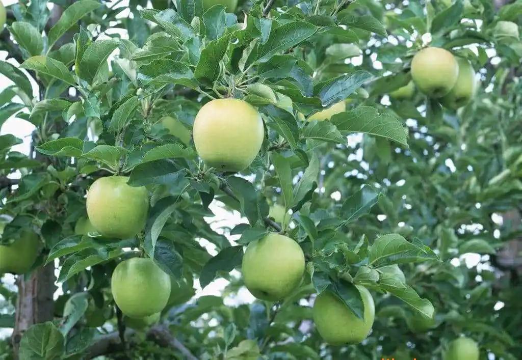 苹果幼果期能喷施水溶肥吗,苹果幼树水溶肥正确使用方法