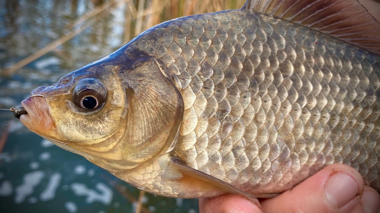 冬季钓鱼如何找到鱼窝图解,有几种方法才能找到鱼窝