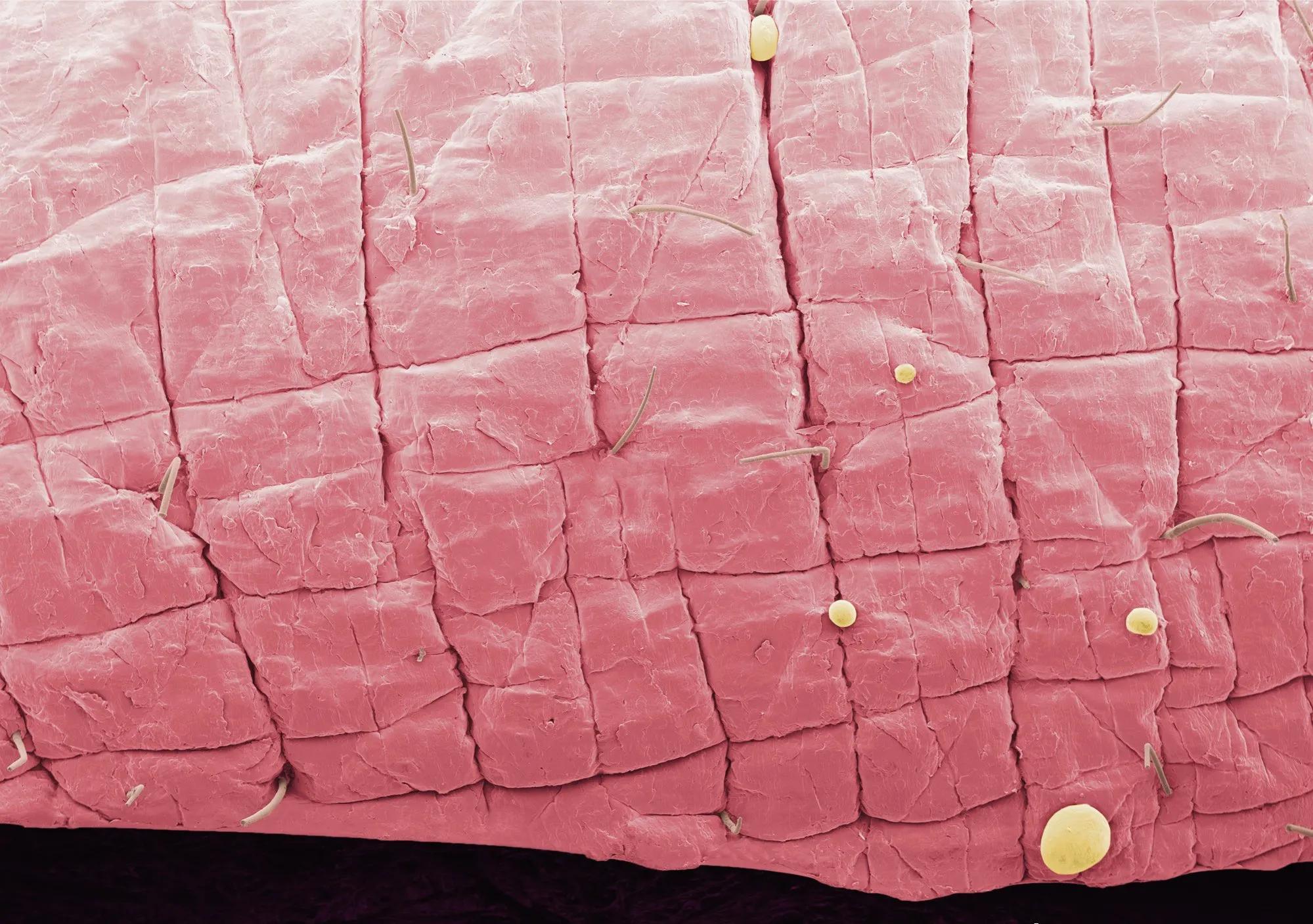 显微镜观察人体的四种组织图片,人体显微镜下的样子