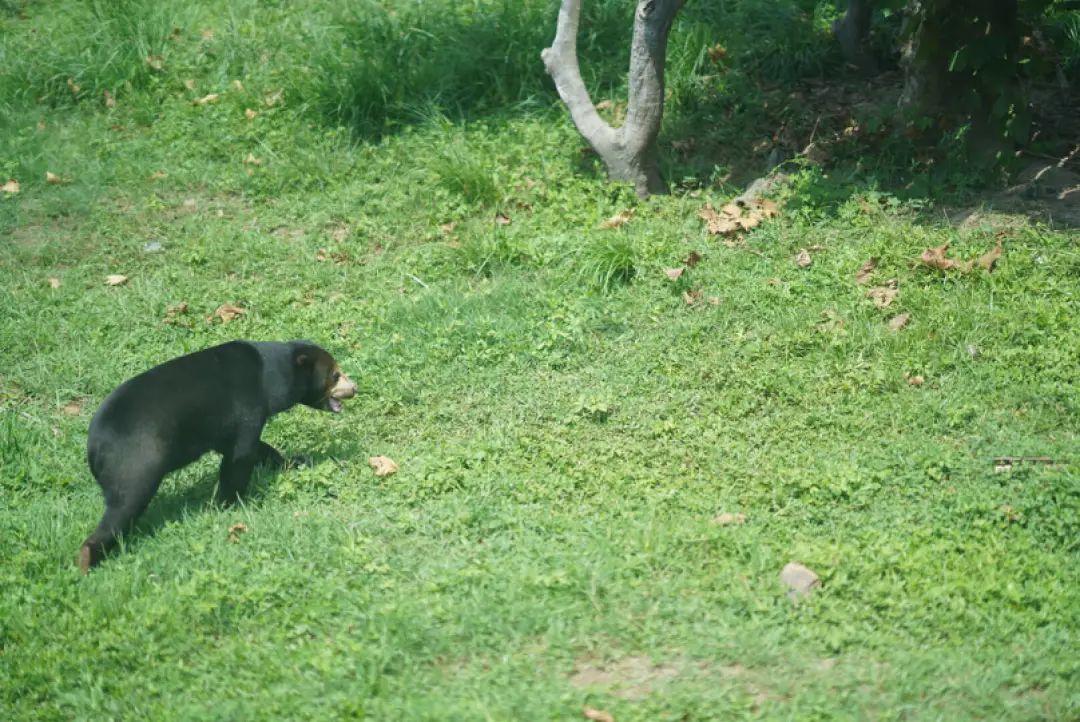 一月份去上海野生动物园和海洋馆,十一带大家去上海野生动物园玩