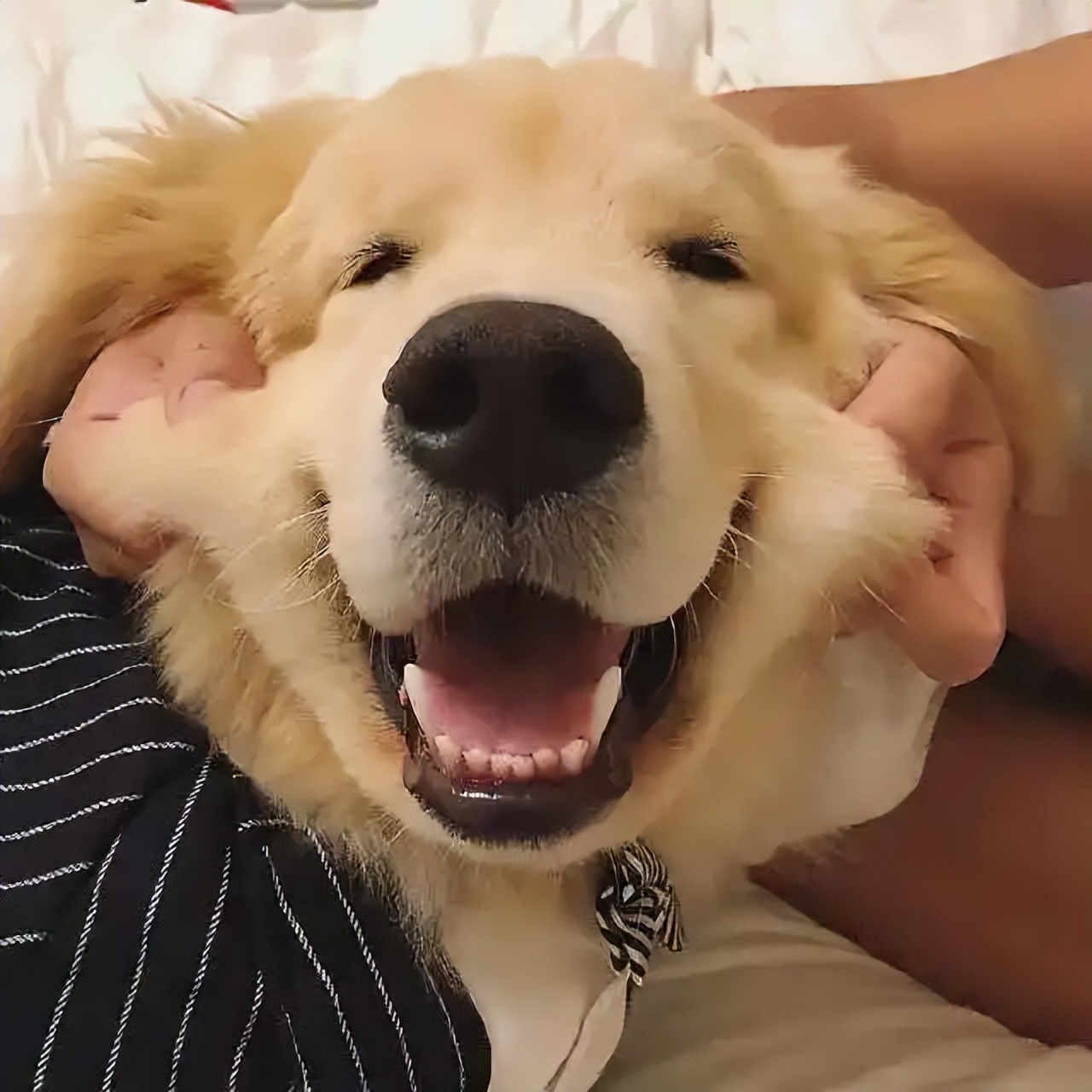 “金毛无限好，只是掉毛多”——这4个解决方法快收好