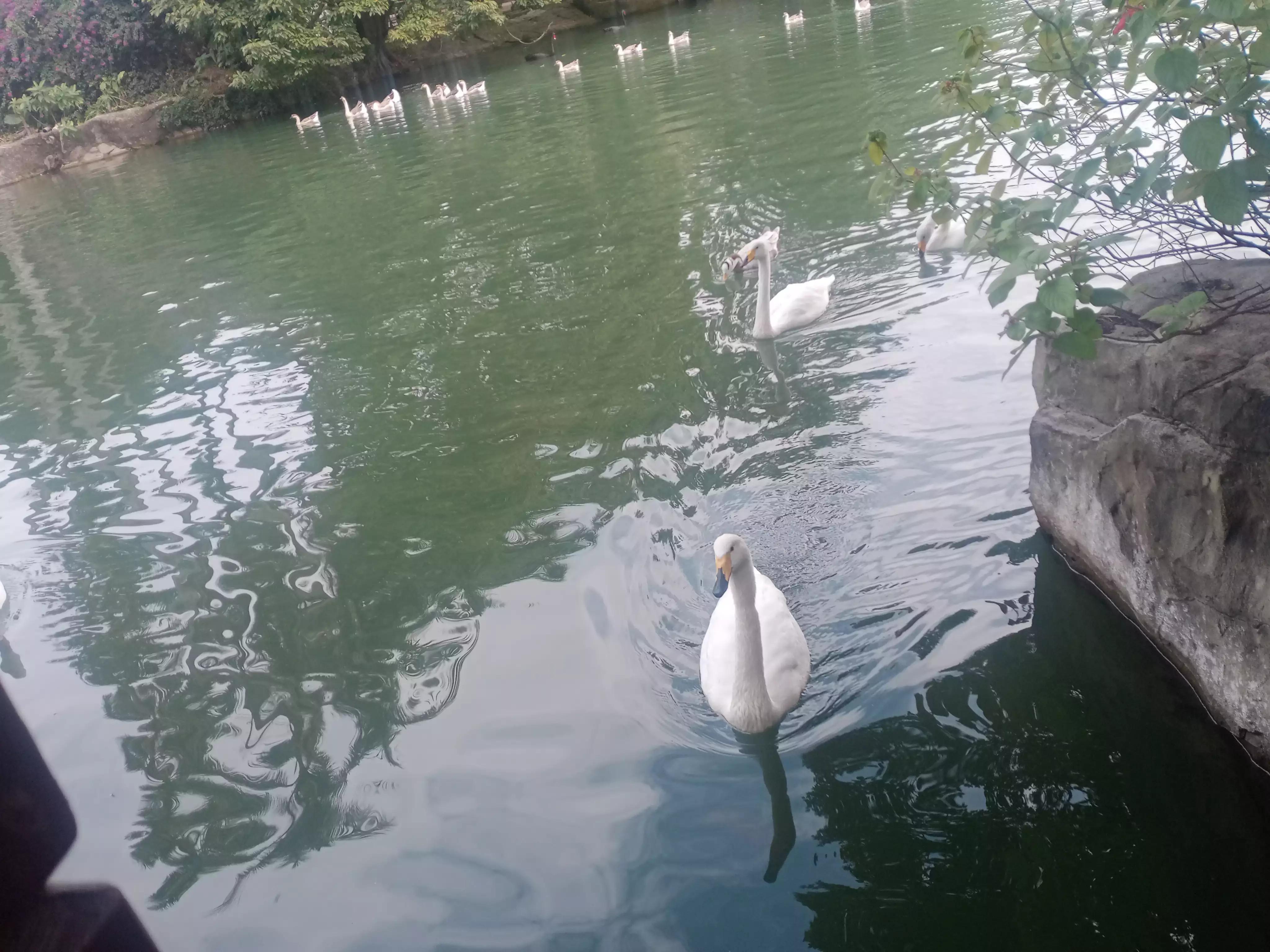 广州动物园游记,广州野生动物园