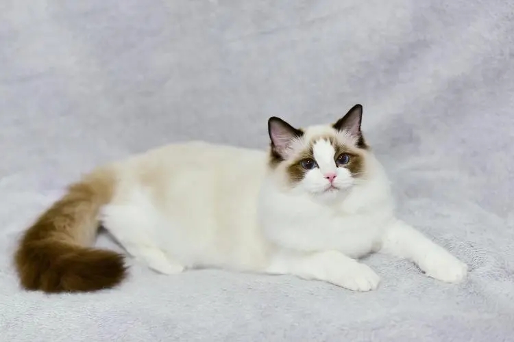 如何更好的养布偶猫,新手养布偶猫该选哪种布偶猫