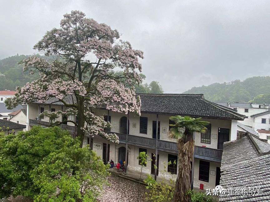 到乡野去：一所村小的自救与重生