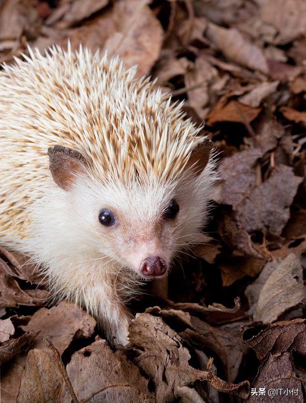 最常作为宠物饲养的微型刺猬——非洲侏儒刺猬冷知识