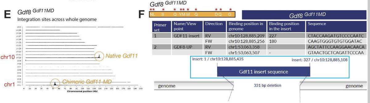 探究GDF11和GDF8氨基酸替代对骨骼发育相关信号通路的实用性研究