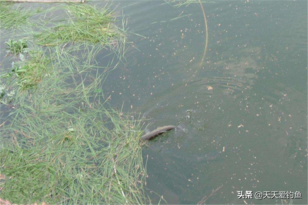 夏天野钓找鱼窝最佳方法,野钓该怎么找鱼窝最好