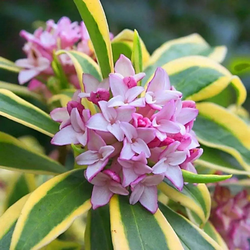 瑞香开始掉花怎么办,瑞香怎样避免落叶
