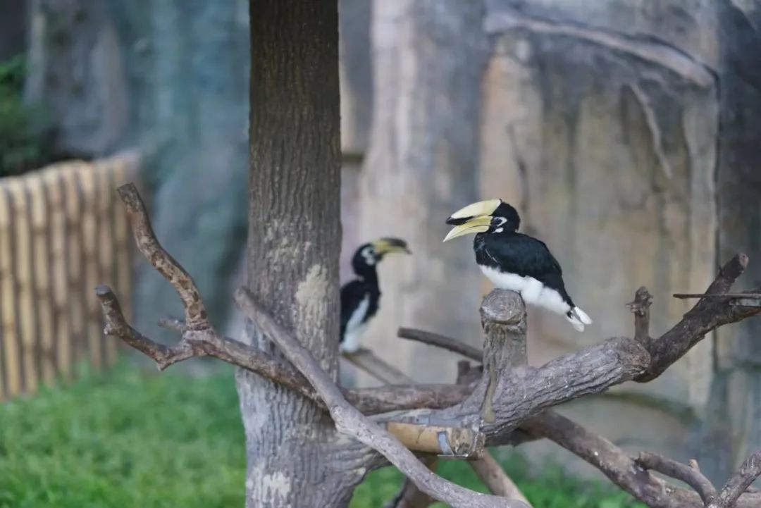 一月份去上海野生动物园和海洋馆,十一带大家去上海野生动物园玩