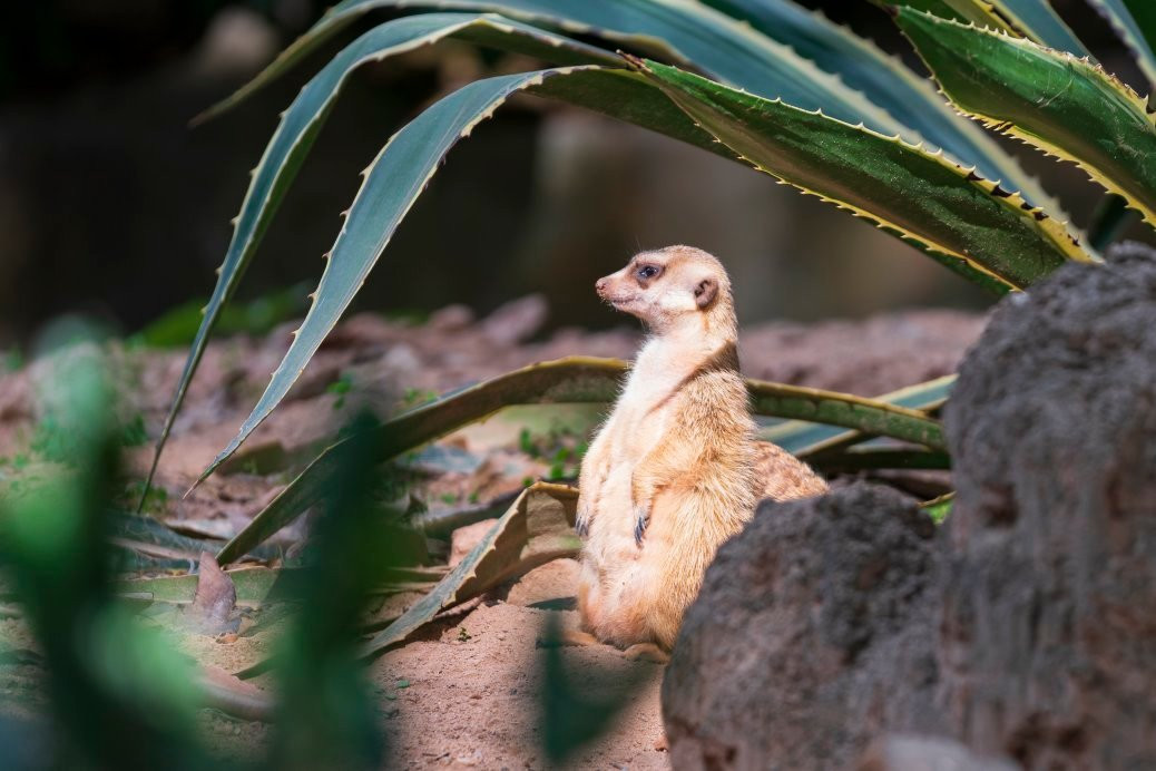 广州长隆野生动物园现在可以去吗,广州长隆野生动物园地铁哪个出口