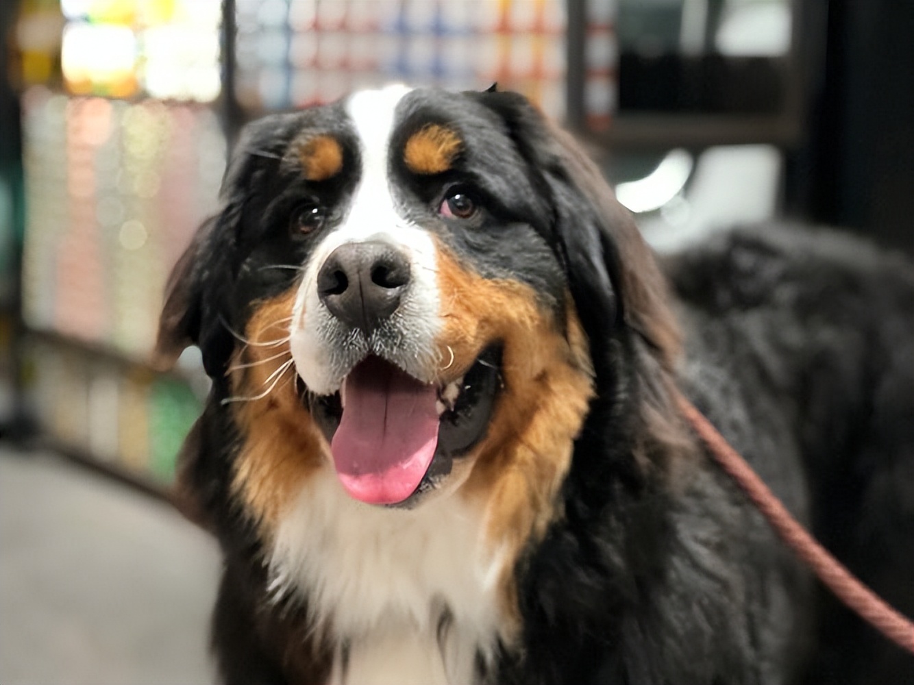 什么狗最真诚最好养,一生必养的7种狗