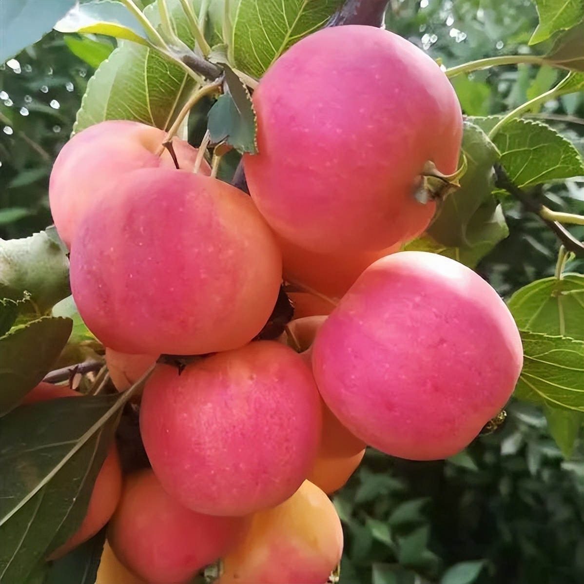 深秋等你到来,深秋等你来