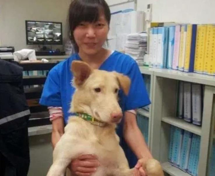 台湾女孩简稚澄,台湾女子给狗狗安乐死