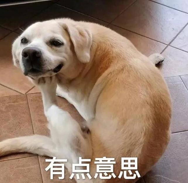 狗狗全身趴地对你摇尾巴,狗狗为什么会摇尾巴