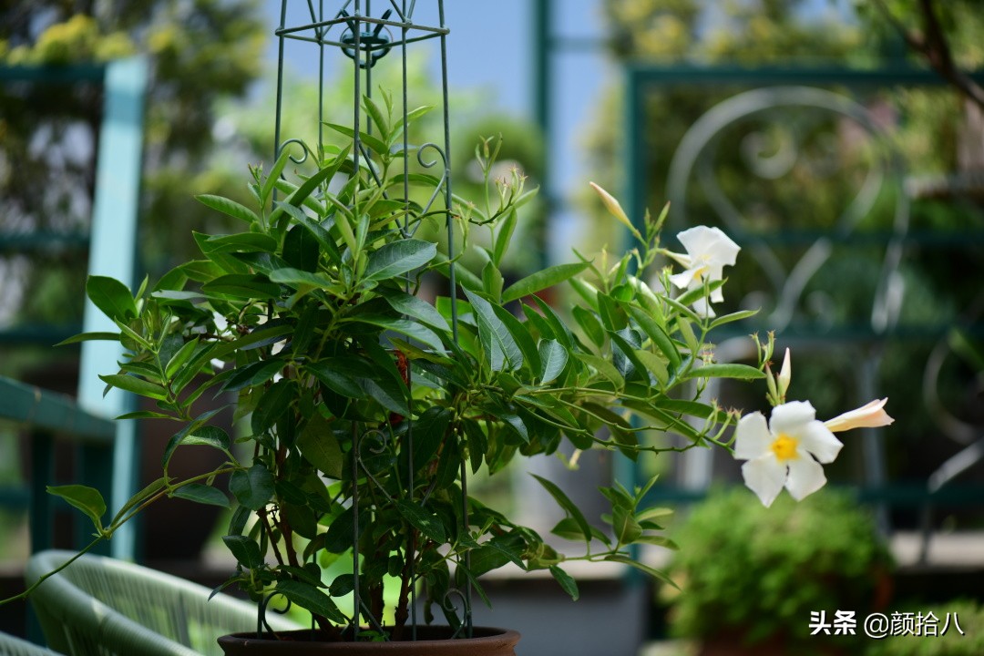 看到你的花园那么惨，我就安心了|园丁