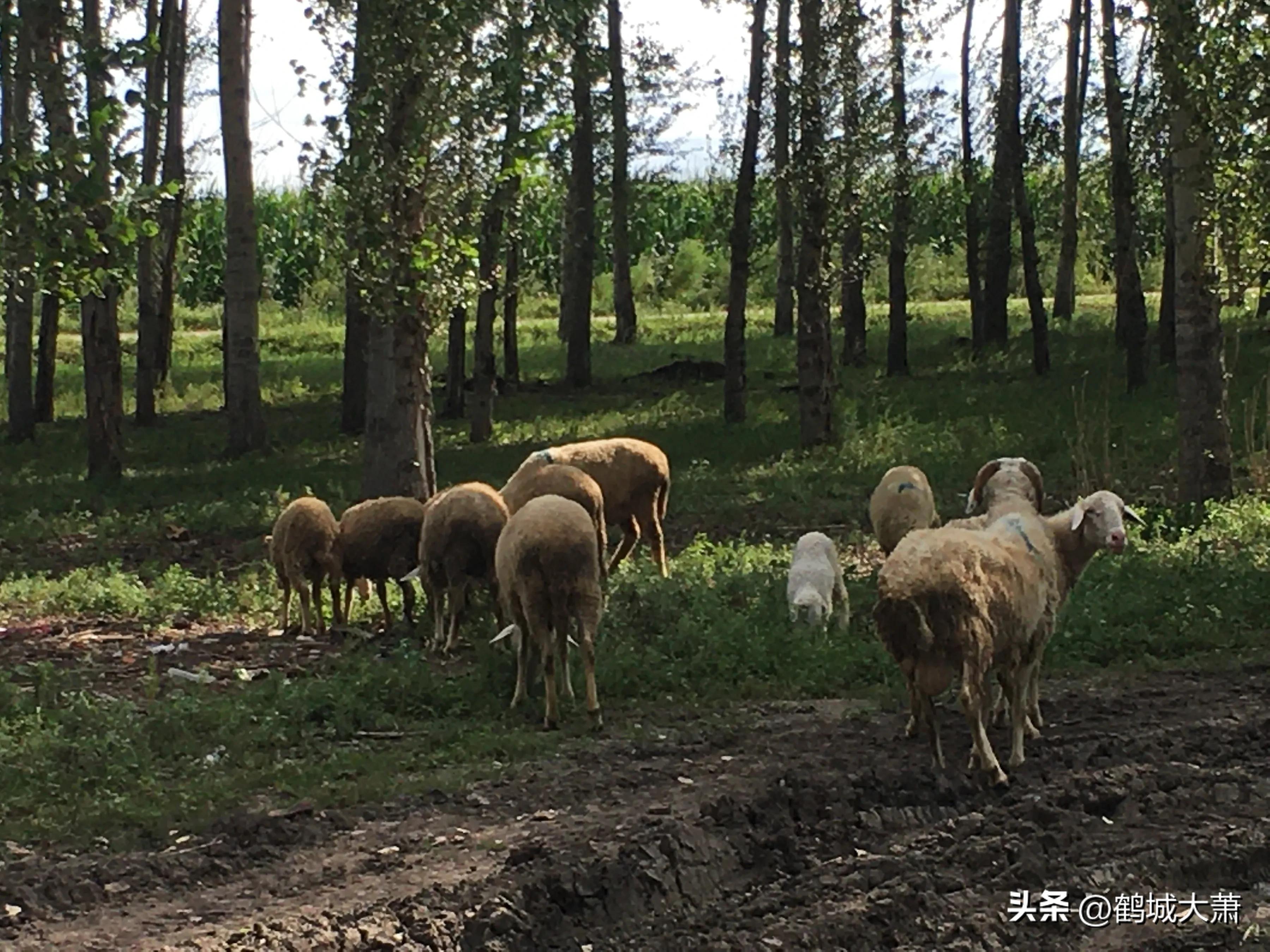 戏说东北人,戏说东北话小视频