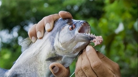 骞夸笢鏈変竴绉嶈兘鍦ㄩ檰鍦颁笂琛岃蛋鐨勯奔,鍗楁柟鏈変竴绉嶅緢甯歌鐨勯奔