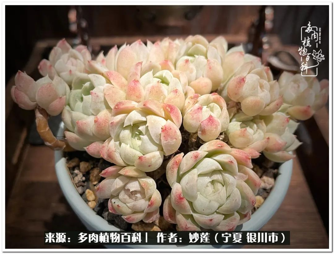 世间繁华三千不如一隅清欢,世间繁华三千不如有一院清欢