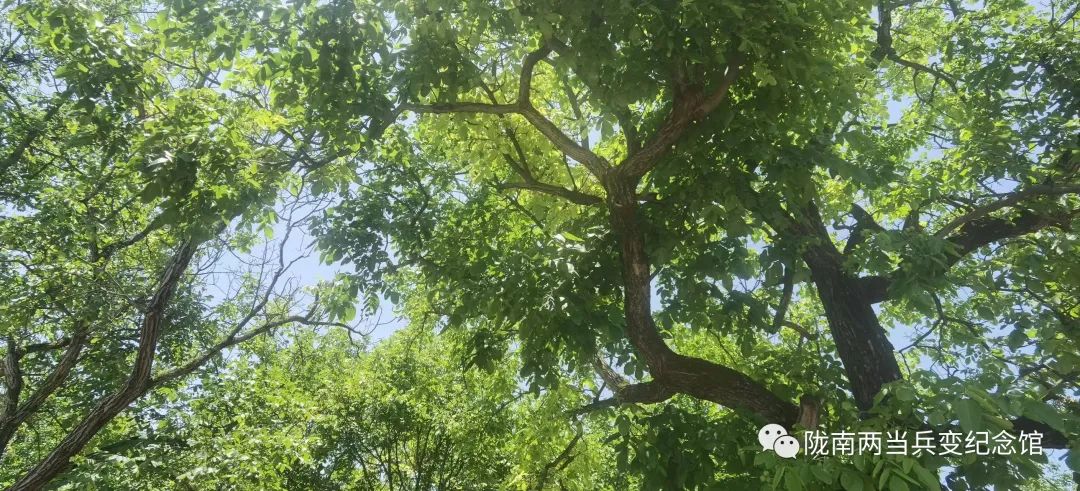 向往的田园生活有山,向往的慢生活田园生活