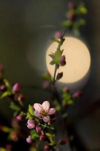 水边桃花月亮唯美图片,月亮竹影唯美图片