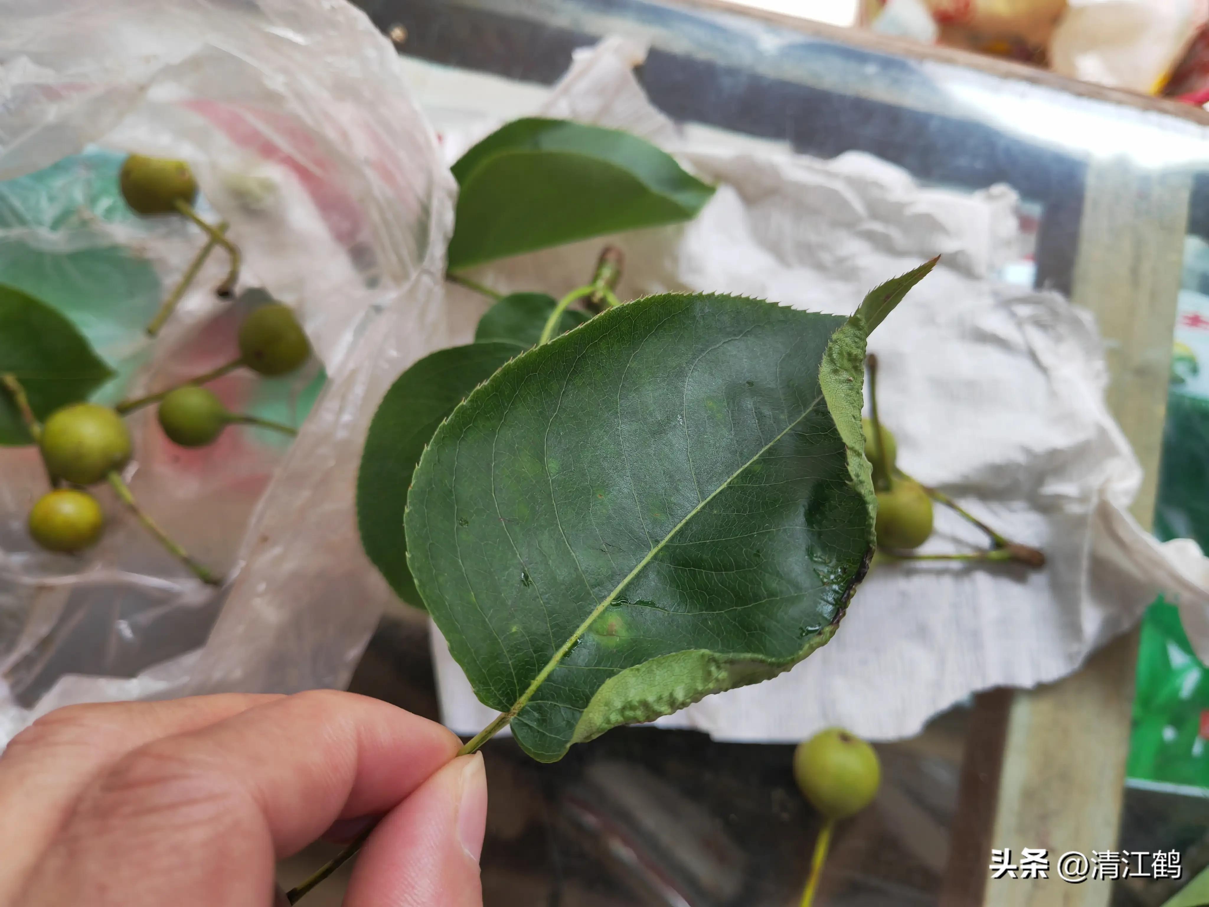 治疗黑星病的特效药物有哪些,黑星病的克星是啥药