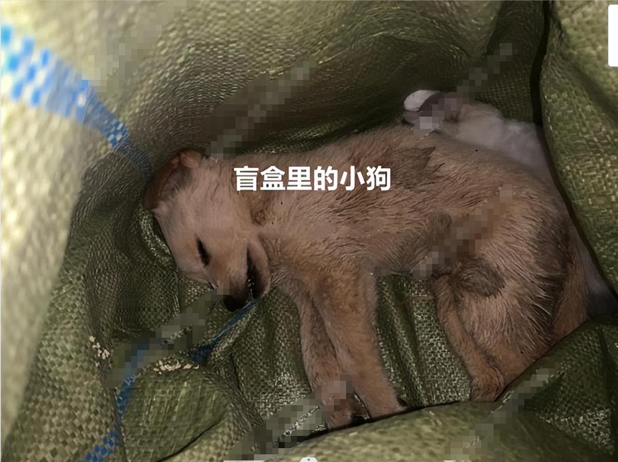 广州娃娃机一币一抓的店,广州沙河活体娃娃机