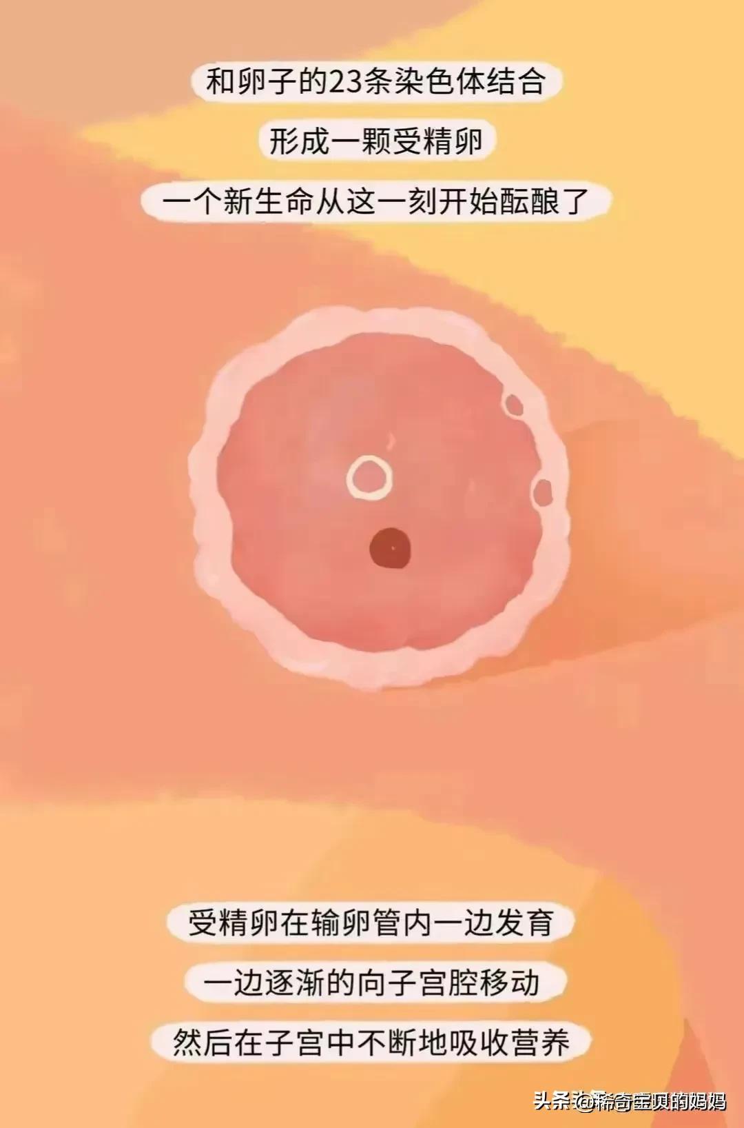 漫画深度解析：“小蝌蚪”进入女生体内的全过程