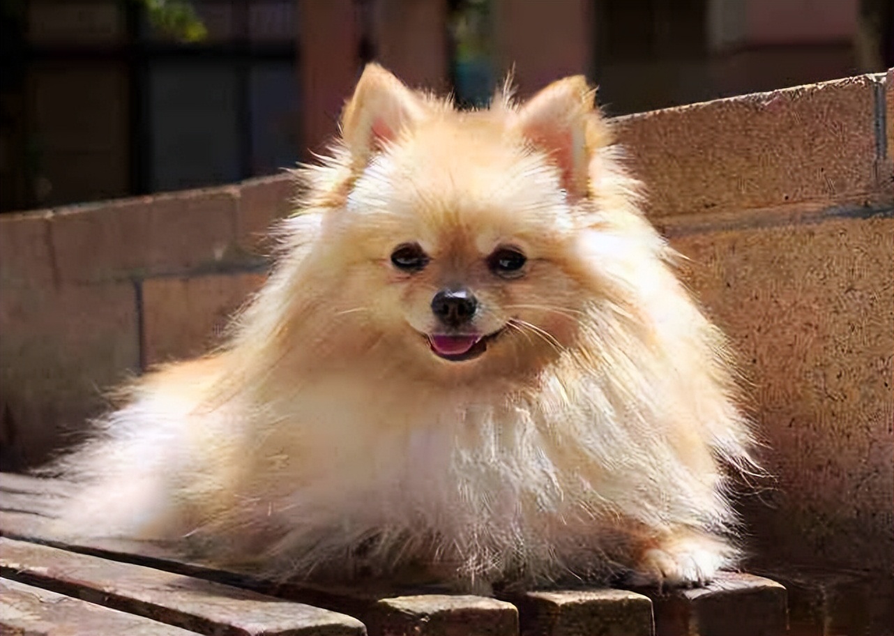 养狗首选的3种狗既便宜又好养,新手养狗什么狗比较便宜好养