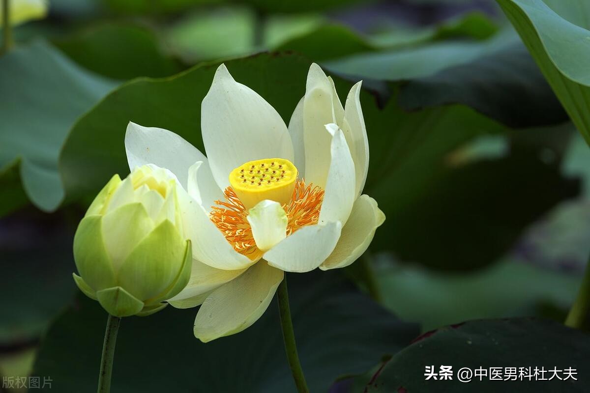 阳气虚弱，命门火衰，这就是你时间短的原因