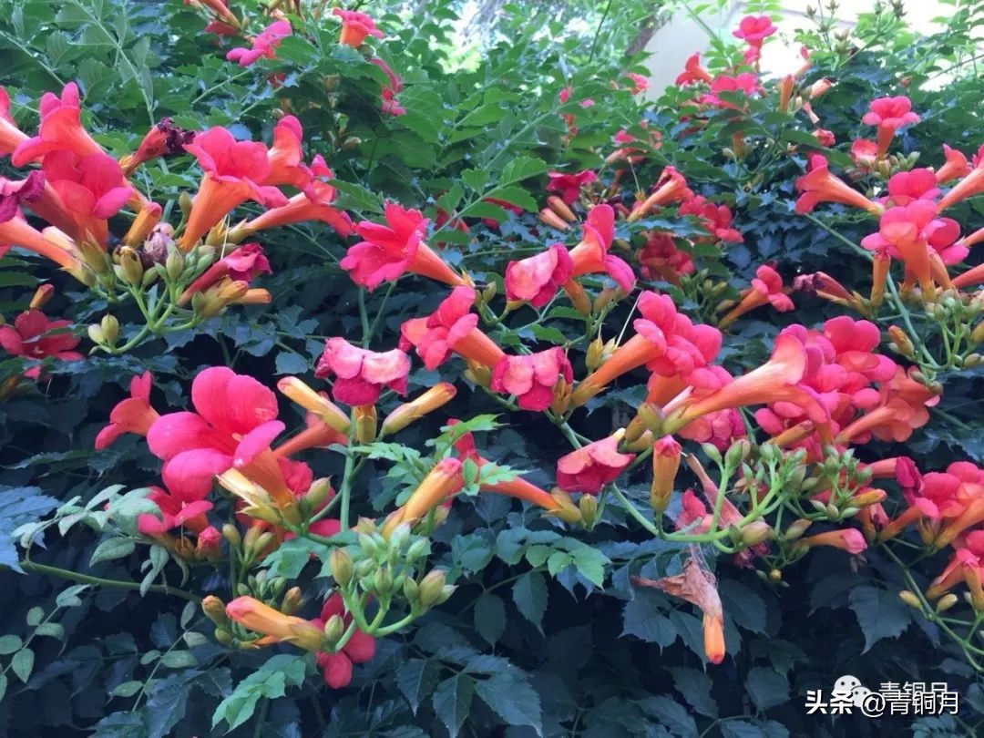 诗词第5季,洛夫《边界望乡》解析