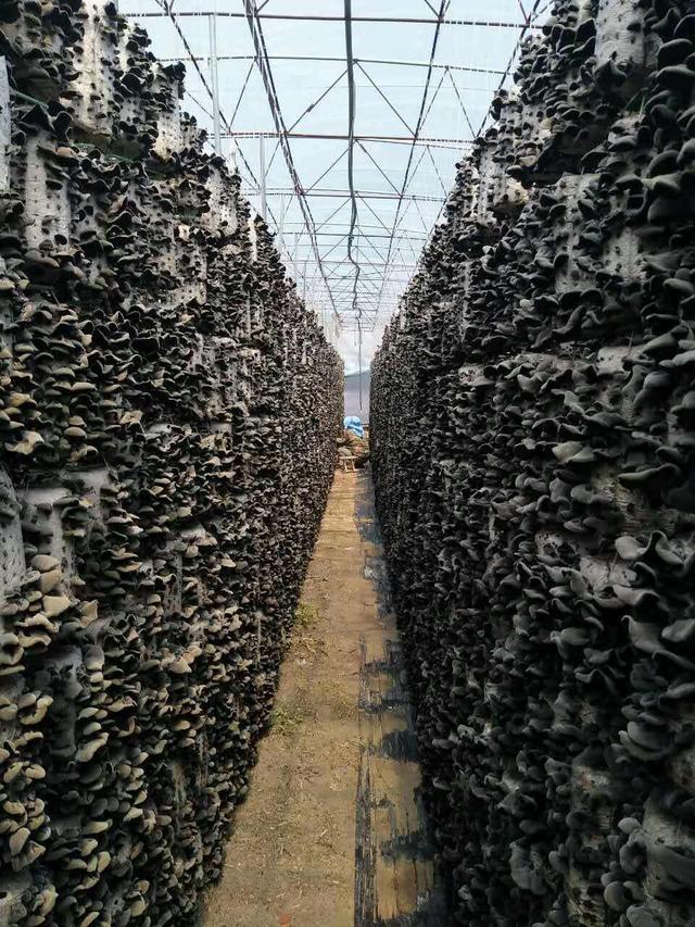 野生木耳与人工种植有什么区别,木耳是咋样种植在树上视频