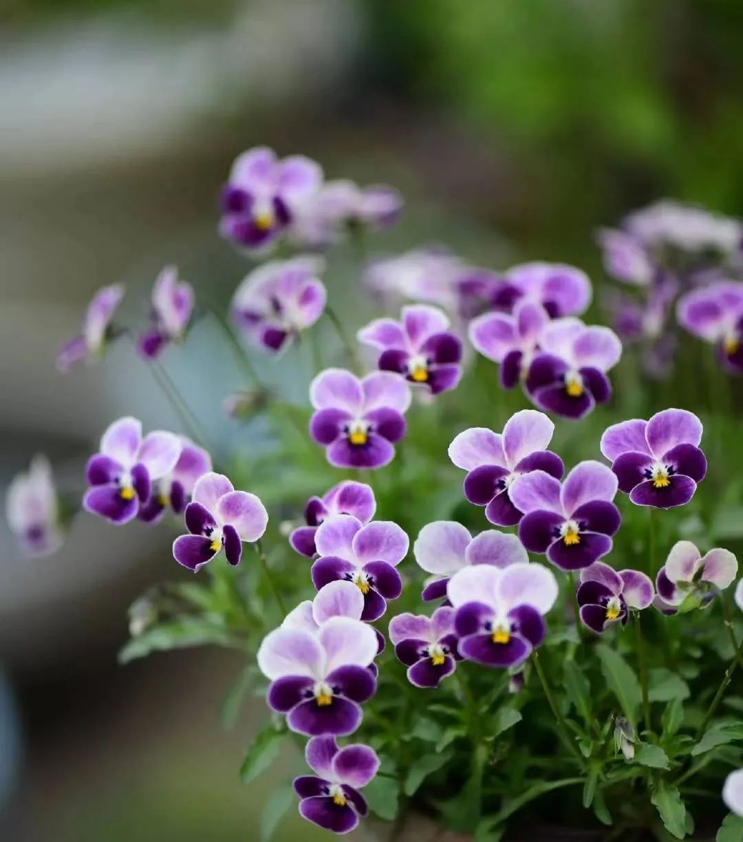 种什么花一年四季开花还好打理,南方一年四季蔬菜播种时间表