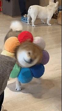 姑娘下次自拍的时候整理一下房间吧，你的秘密都被大家发现啦