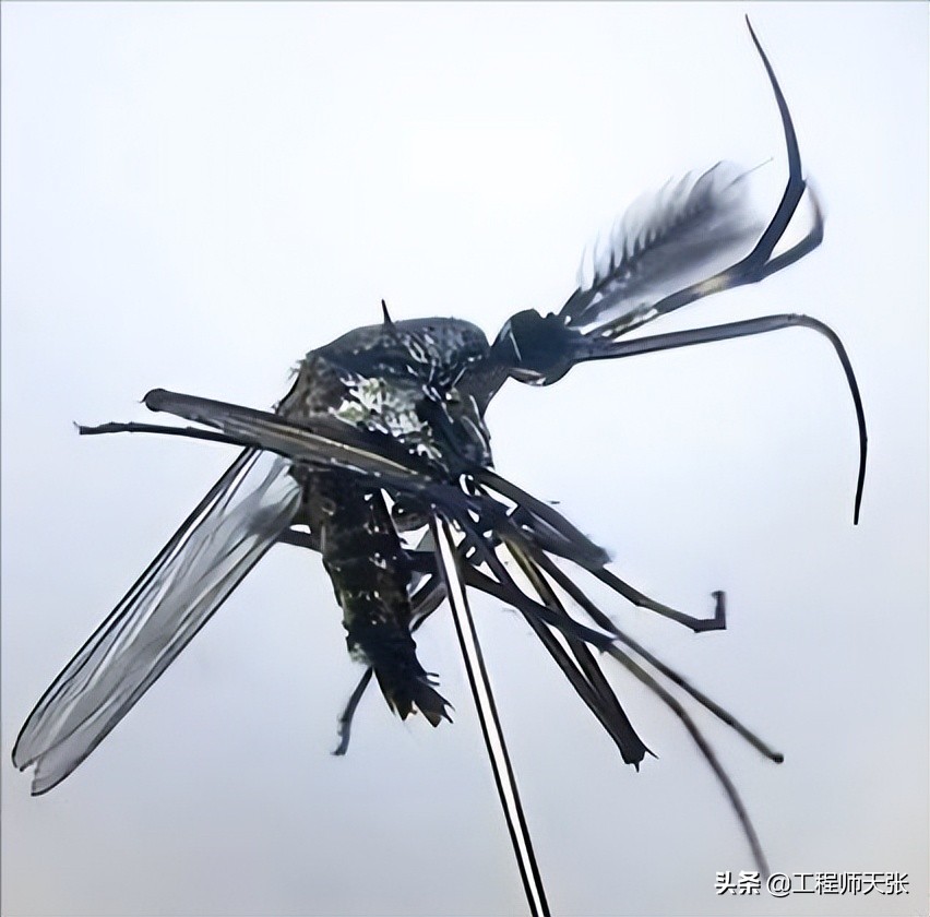 辽宁小伙逮到一只巨大蚊子,男孩抓到巨型蚊子