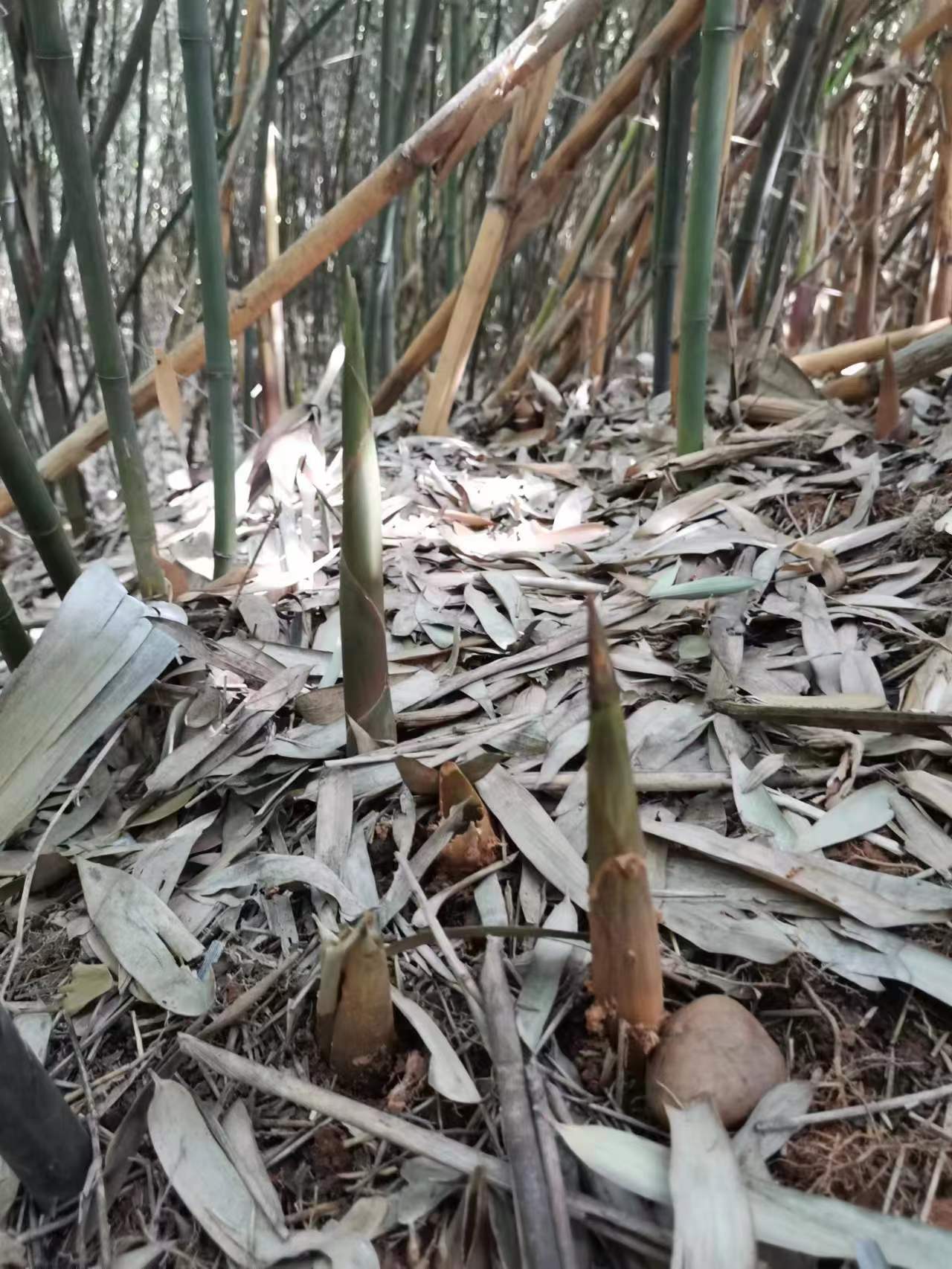 竹笋最鲜美的做法,油焖竹笋鲜美可口