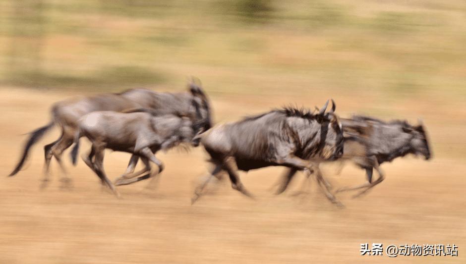 陆地动物界速度最快的动物排名,来自世界各地的动物