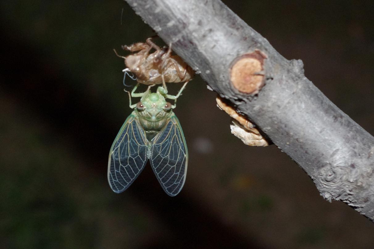 丽水市知了批发多少钱一斤,浙江丽水收知了多少一斤